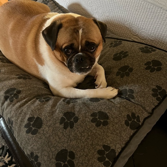 Meet your Posher, Wanda - Picture 2 of 6